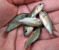 Poisson Alevin Tipalia