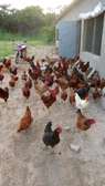 Poussins et œufs fertiles poulet goliath