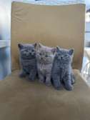 Chaton Scottish et british