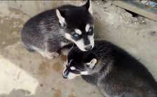 Husky