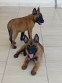 Chiots femelles Berger Malinois