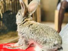 Lapin Géant de Flandres disponible