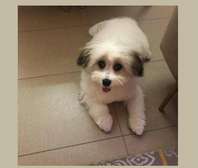Bichon maltais 1 a 6 mois