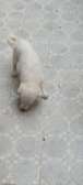 CHIOT BICHON PAPILLON