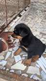 Rotweiller purs sang