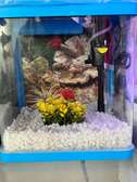 Aquarium bocal