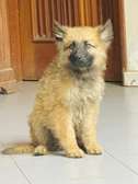 Berger allemand chiot beige clair masque noir doux