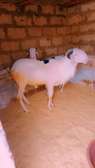 Ladoum a Vendre