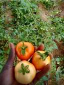 Champs Agricole 7Ha à vendre à Keur Magueye Ndao