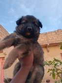 Chiot métisse berger allemand