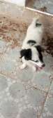 CHIOTS MALE ET FEMELLE BICHON-PAPILLON