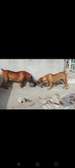 1 Mâle Boerboel adulte disponible