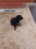 Chiots bergers allemands à vendre