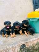 Male rotweiller