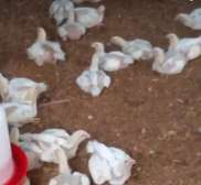 Poulet de chairs