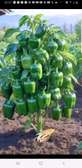 Poivrons verts