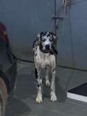 DOG ALLEMAND
