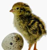 caille poussin