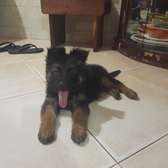 Chiots berger allemand