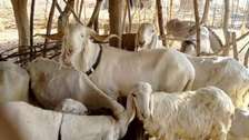 Moutons payable par Tranche nombre limiter