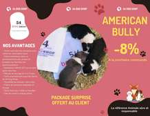 Damel sales american bully