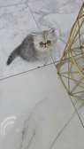 Chatons et Chats MAGNIFIQUES!