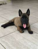 Chiots Berger Malinois