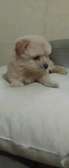 Bichon havanais