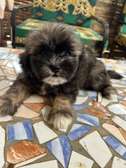 Coton Tzu à vendre