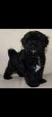 Superbe bichon