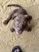 Chiot pitbull