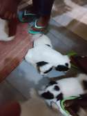 VENTES CHIOTS DE SALON