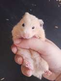 Hamster à vendre