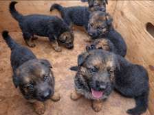 Berger Allemand gros gabarit