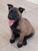 Chiots femelles Berger Malinois