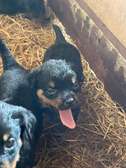 Chiots Rottweiller