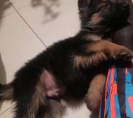 Chiots berger allemand poils longs