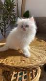 Chaton persan pure race