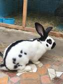 Lapin de race