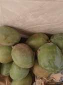 Mangue Kent original pas gaze en gros