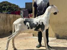 2 femelles ladoums et un jeune mal petit fils de napeleon