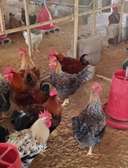 Poussins Goliath vaccinés à vendre
