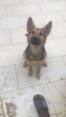 chiot berger allemand pure sang