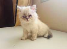 Chaton à vendre