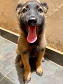 Chiots berger allemand femelle à vendre