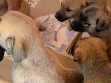 Chiots Berger allemand - Laobé