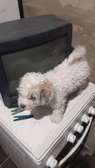 Bichon Maltais