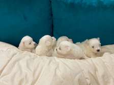 BICHON MALTAIS