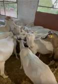 Vente de chèvres laitières importées