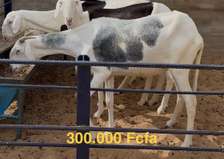 Femelle Ladoum Disponible
